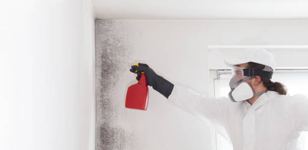Best White Mold Remediation in Dentsville, SC